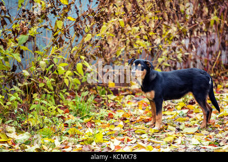 Hund auf die gefallenen Blätter im Herbst im freien Stockfoto