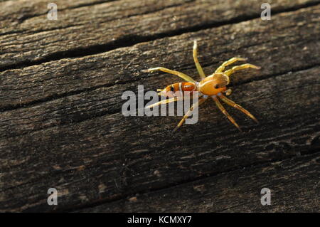 Green Tree ant jumping Spider (cosmophasis Bitaeniata) auf einem Zaunpfosten, Townsville, QLD, Australien Oktober 2017 Stockfoto