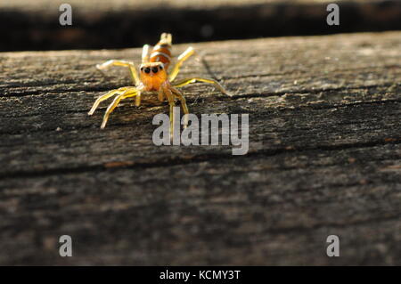 Green Tree ant jumping Spider (cosmophasis Bitaeniata) auf einem Zaunpfosten, Townsville, QLD, Australien Oktober 2017 Stockfoto