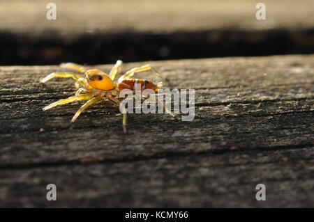 Green Tree ant jumping Spider (cosmophasis Bitaeniata) auf einem Zaunpfosten, Townsville, QLD, Australien Oktober 2017 Stockfoto