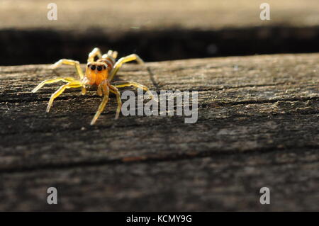 Green Tree ant jumping Spider (cosmophasis Bitaeniata) auf einem Zaunpfosten, Townsville, QLD, Australien Oktober 2017 Stockfoto