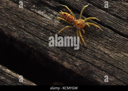 Green Tree ant jumping Spider (cosmophasis Bitaeniata) auf einem Zaunpfosten, Townsville, QLD, Australien Oktober 2017 Stockfoto