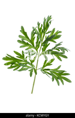 Frische Blätter auf einem Zweig Artemisia Absinthium Wermut Wermut. gemeinsamen Wermut auf einem whitebackground Stockfoto