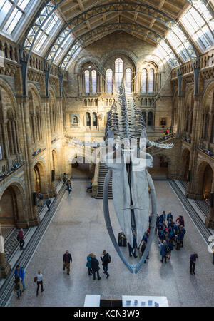 Blauwal Skelett Ausstellung im Hintze Halle des Natural History Museum, London, UK Stockfoto