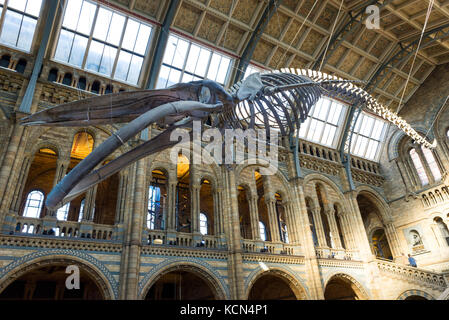 Blauwal Skelett Ausstellung im Hintze Halle des Natural History Museum, London, UK Stockfoto