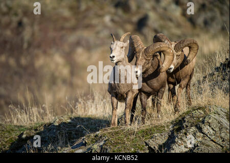 Männliche und weibliche Bighorn Schaf, Ovis canadensis, zentrale Montana, USA Stockfoto