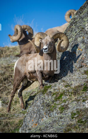 Männliche Bighorn Schaf, Ovis canadensis, zentrale Montana, USA Stockfoto