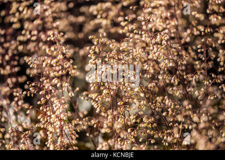 Heuchera Ebony und Ivory Heuchera Garden kontrastieren kleine Creme Blumen in schlanken Sprays im Frühsommer Stockfoto