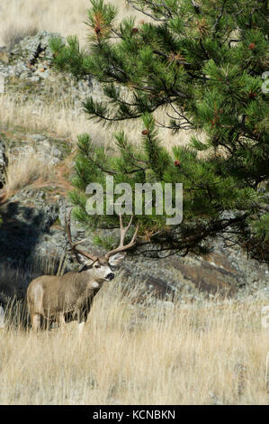 Männliche Rehe, Odocoileus hemionus, zentrale Montana, USA Stockfoto