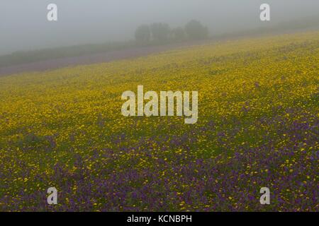 Mais Ringelblume (Chrysanthemum segetum) und Red Campion (Silene dioica)) im Nebel, seltene maisfeld wilde Pflanze, typisch für Ackerbau Landwirtschaft, gepflanzt und durch den National Trust, attractiveto wirbellose Tiere, insbesondere Schmetterlinge gefördert. Stockfoto