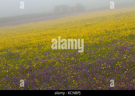 Mais Ringelblume (Chrysanthemum segetum) und Red Campion (Silene dioica)) im Nebel, seltene maisfeld wilde Pflanze, typisch für Ackerbau Landwirtschaft, gepflanzt und durch den National Trust, attractiveto wirbellose Tiere, insbesondere Schmetterlinge gefördert. Stockfoto