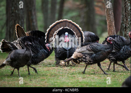 Männliche Merriams Truthühner Meleagris gallopavo merriami, Central Idaho, USA Stockfoto