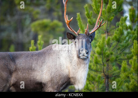 Männliche Woodland Caribou, Rangifer tarandus Caribou, British Columbia, Kanada Stockfoto