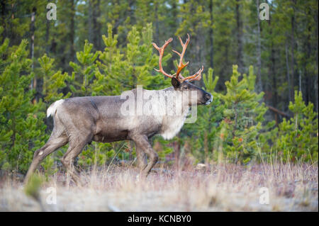 Männliche Woodland Caribou, Rangifer tarandus Caribou, British Columbia, Kanada Stockfoto