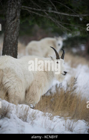 Männliche Bergziege, Oreamnos americanus, südlichen British Columbia, Kanada Stockfoto