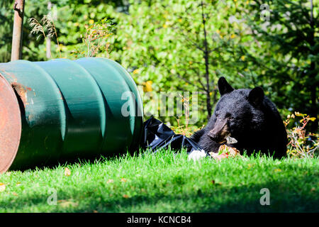 Ein junger schwarzer Bär geniesst Essen aus einem Mülleimer in Connaught Hill Park in Prince George, British Columbia. Stockfoto