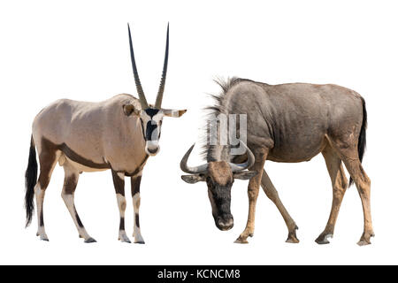 Satz von Oryx oder gemsbuck und Blue Wildebeest Porträts Stockfoto