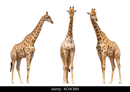 Satz von drei Giraffen von vorne gesehen Stockfoto