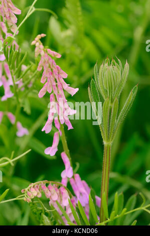 Vogelwicke, Provence, Südfrankreich/(Vicia cracca) | Gewoehnliche Vogel-Wicke, Provence, Suedfrankreich Stockfoto