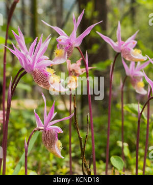 Fairy Slipper Orchidee Calypso bulbosa, in den Rocky Mountains von Alberta, Kanada Stockfoto