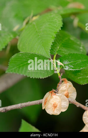 Europäische weiße Ulme, Provence, Südfrankreich/(Ulmus laevis) | Flatterulme, Provence, Suedfrankreich/(Ulmus laevis) Stockfoto