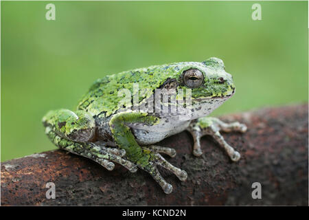 Gemeinsame grau Treefrog, hyla Versicolor, North Bay, Ontario, Kanada Stockfoto