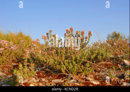 Gemeinsame Thymian, Provence, Südfrankreich/(Thymus vulgaris) | Echter Thymian, Provence, Suedfrankreich/(Thymus vulgaris) Stockfoto