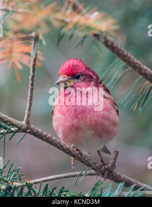 Purple Finch, carpodacus purpureus, North Eastern Ontario, Kanada Stockfoto