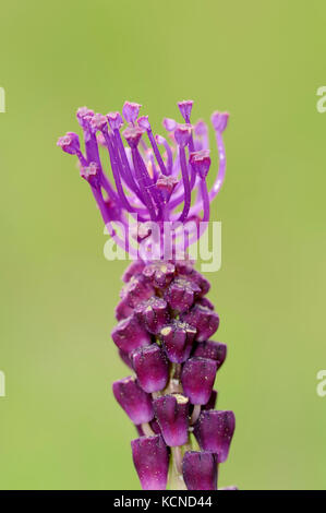 Quaste Hyazinthe, Provence, Südfrankreich/(Muscari comosum) | Schopf-Traubenhyazinthe, Provence, Suedfrankreich/(Muscari comosum) Stockfoto