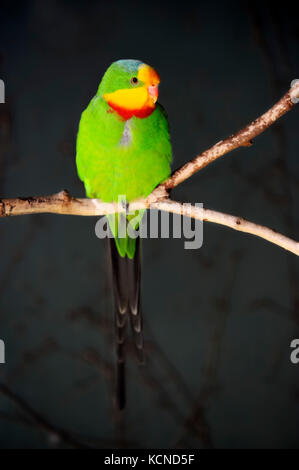 Super Papagei, männlich/(Polytelis swainsonii) | Schildsittich, Maennlich/(Polytelis swainsonii) Stockfoto