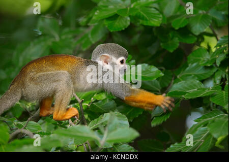 Gemeinsame Totenkopfäffchen (Saimiri sciureus) | Gewoehnlicher Totenkopfaffe / (Saimiri sciureus) Stockfoto