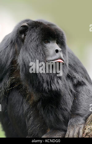 Schwarze Brüllaffen, männlich, Brasilien/(Alouatta caraya) | Schwarzer Bruellaffe, Maennlich/(Alouatta caraya) Stockfoto