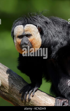 White-faced Saki, männlich/(Pithecia pithecia) | Weisskopfsaki, Maennlich/(Pithecia pithecia Stockfoto