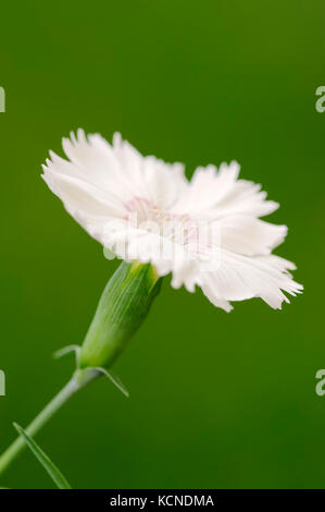 Gefiederte Rosa/(Dianthus plumarius) | / Federnelke (Dianthus plumarius) Stockfoto