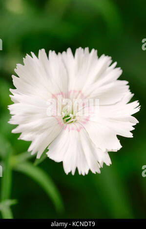 Gefiederte Rosa/(Dianthus plumarius) | / Federnelke (Dianthus plumarius) Stockfoto