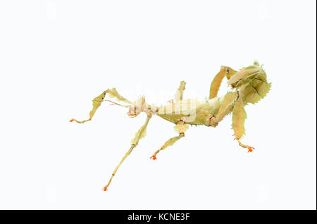 Australische Spazierstock, Innengewinde/Extatosoma tiaratum () | Australische Gespenstschrecke, weiblich/(Extatosoma tiaratum) Stockfoto