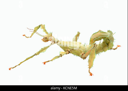 Australische Spazierstock, Innengewinde/Extatosoma tiaratum () | Australische Gespenstschrecke, weiblich/(Extatosoma tiaratum) Stockfoto