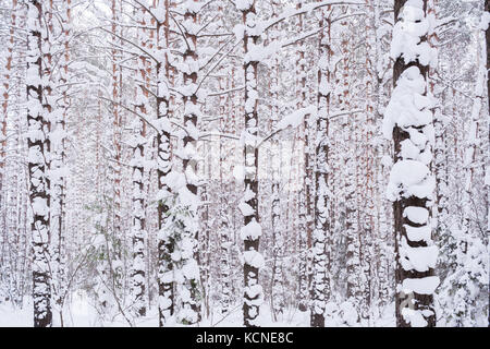 Winter Forest. vielen Schnee - Pinien in trüben Wintertag abgedeckt. Stockfoto