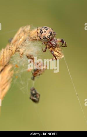 Furche Orbweaver, Nordrhein-Westfalen, Deutschland/(Larinioides Dais, Araneus foliatus) Stockfoto