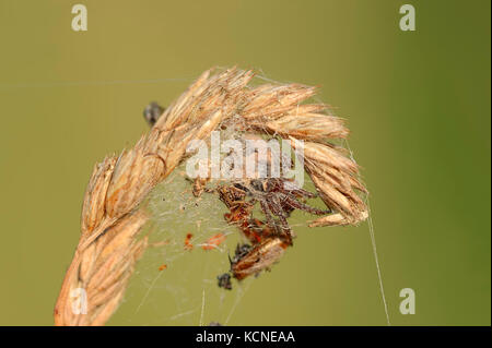 Furche Orbweaver im Versteck, Nordrhein-Westfalen, Deutschland/(Larinioides Dais, Araneus foliatus) Stockfoto