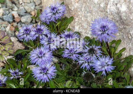 Nahaufnahme der Blume Globularia meridionalis Globe Gänseblümchen Alpengarten Stockfoto