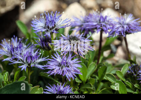 Globus daisy Globularia meridionalis Blumen Stockfoto