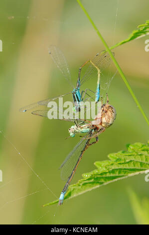 Furche Orbweaver mit Beschlagnahmten Damselflies, Nordrhein-Westfalen, Deutschland/(Larinioides Dais, Araneus foliatus) Stockfoto