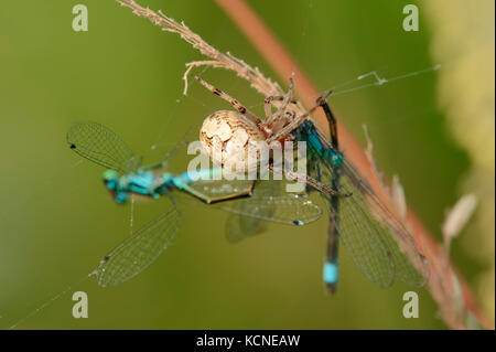 Furche Orbweaver mit Beschlagnahmten Damselflies, Nordrhein-Westfalen, Deutschland/(Larinioides Dais, Araneus foliatus) Stockfoto