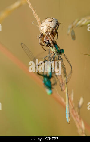 Furche Orbweaver mit Beschlagnahmten Damselflies, Nordrhein-Westfalen, Deutschland/(Larinioides Dais, Araneus foliatus) Stockfoto