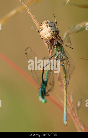 Furche Orbweaver mit Beschlagnahmten Damselflies, Nordrhein-Westfalen, Deutschland/(Larinioides Dais, Araneus foliatus) Stockfoto