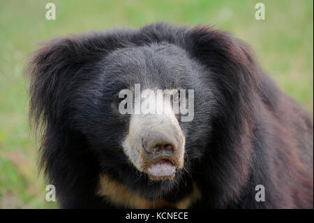 Faultiere, Indien/(Melursus Ursinus, Ursus ursinus) | Lippenbaer/(Melursus Ursinus, Ursus ursinus) Stockfoto