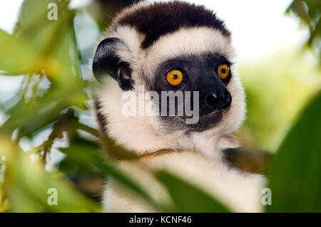 seidige Sifaka, Fort Dauphin (Taolagnaro), Madagaskar Stockfoto