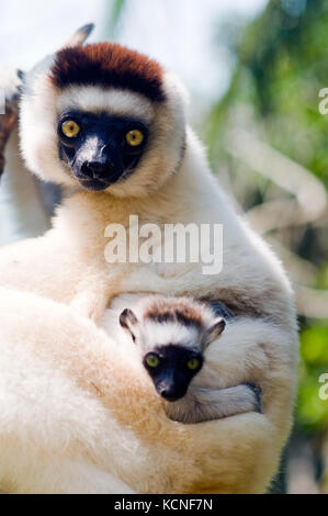 seidige Sifaka, Fort Dauphin (Taolagnaro), Madagaskar Stockfoto