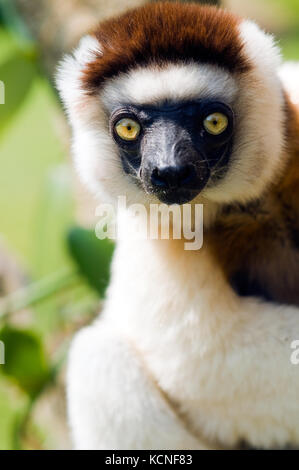 seidige Sifaka, Fort Dauphin (Taolagnaro), Madagaskar Stockfoto